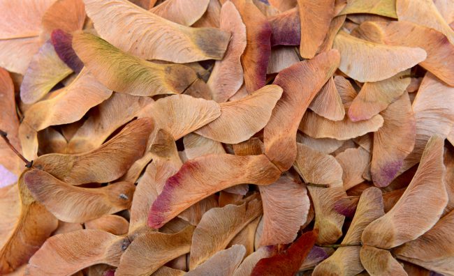 maple tree seeds texture Samare